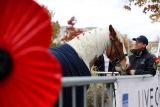 Poppy-Appeal-02