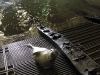 seal-1