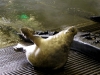 seal-2
