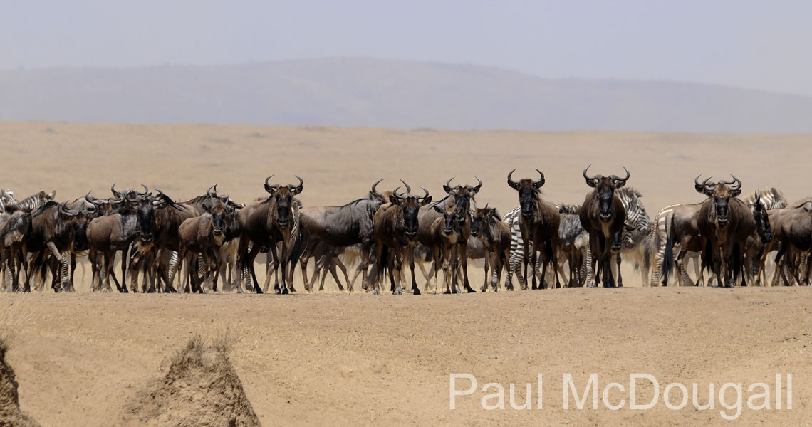 Masai Mara Great Migration