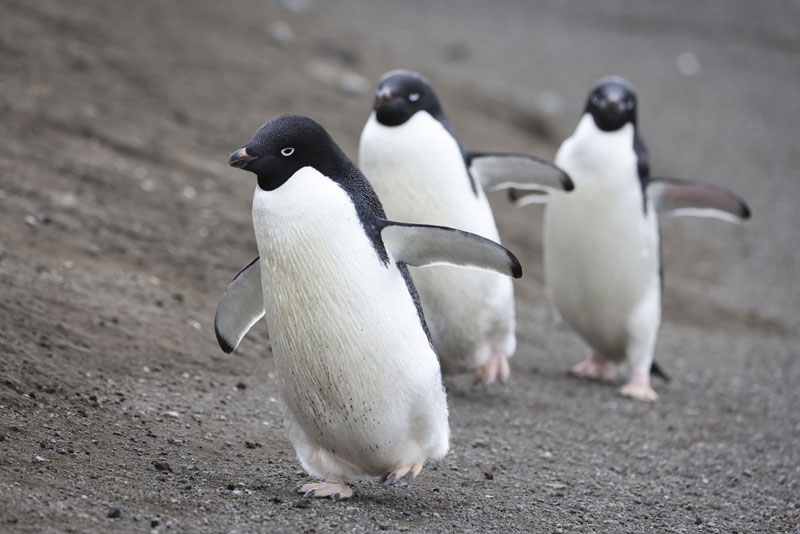 Royal Navy supports international research into Polar penguin population